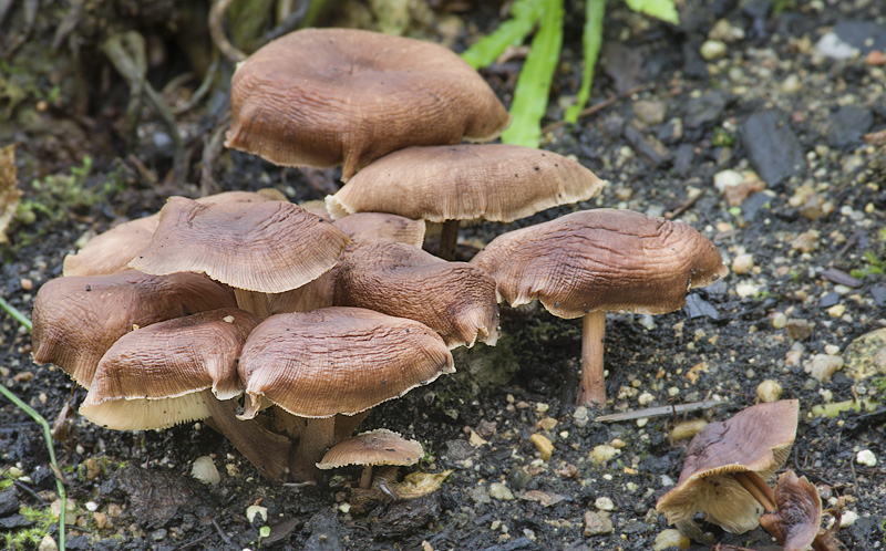 Gymnopus luxurians